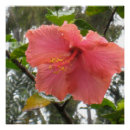 Recherche de hawaïen posters Fleur