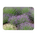 Recherche de parfums magnets Pour elle