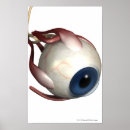 Recherche de oeil humain posters Corps