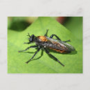 Recherche de insecte cartes postales Photographie
