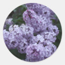 Recherche de arbustes autocollants Rose