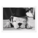 Recherche de tauromachie posters Amoureux des animaux