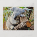 Recherche de ours koala cartes postales Animaux sauvages