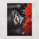 Recherche de butterfly cartes postales Floral