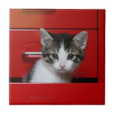 Recherche de chaton carreaux Portrait
