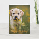 Recherche de labrador jaune vœux cartes Animaux domestiques