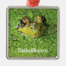 Recherche de grenouille ornements Animal