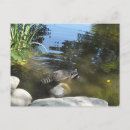 Recherche de cocon cartes postales Sauvage