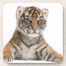 Recherche de vue face de dessous de verres Animal