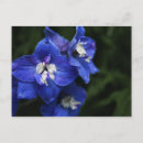 Recherche de delphinium cartes postales Bleu