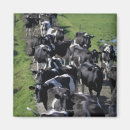 Recherche de agriculture magnets Animal