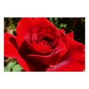 Recherche de belles fleurs posters Nature