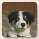 Recherche de chiot border collie de dessous de verres 12 semaines