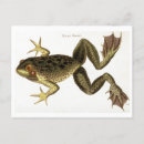 Recherche de crapaud cartes postales Dessin