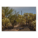 Recherche de cholla Cactus