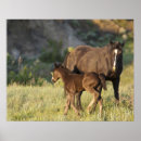 Recherche de dakota posters Faune