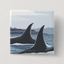 Recherche de orques badges Baleines