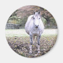 Recherche de horse ronds magnets Animaux