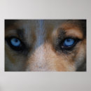 Recherche de yeux de loup posters Dog