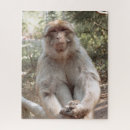 Recherche de de singe puzzles Mignon