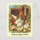 Recherche de agriculture cartes postales Poulet