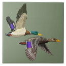 Recherche de canards carreaux Colvert