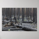 Recherche de incendie de forêt posters Nature