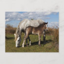 Recherche de ranch cartes postales Chevaux sauvages
