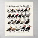 Recherche de oiseaux de proie posters Vautour