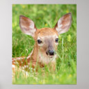 Recherche de cerf de virginie posters Faon