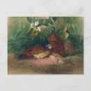 Recherche de poulailler cartes postales Vintage