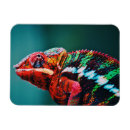 Recherche de colors magnets Nature