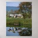 Recherche de race de cheval posters Deux ensemble