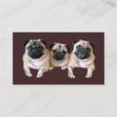 Recherche de carlin cartes visite Chiot