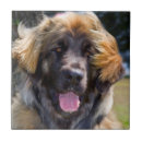 Recherche de assis carreaux Dog