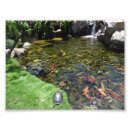 Recherche de koi Cascade