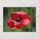Recherche de seulement cartes postales Floral