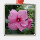 Recherche de hibiscus ornements Fleur