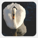 Recherche de lac cygne autocollants Oiseau