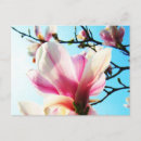 Recherche de magnolia cartes postales Été