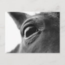 Recherche de oeil de cheval cartes postales Photographie