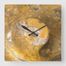 Recherche de fossiles horloges Ammonite