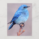 Recherche de oiseau bleu de montagne cartes postales Nature