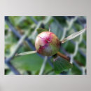 Recherche de fourmi posters Été