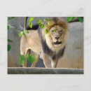 Recherche de photo de lion cartes postales Lionne