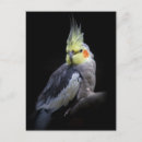 Recherche de cockatiel cartes postales Oiseau