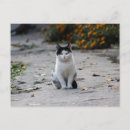 Recherche de chat de rue cartes postales Mignon