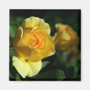 Recherche de fleuriste magnets Jaune