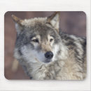 Recherche de prédateur tapis souris Animaux