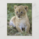 Recherche de lincoln cartes postales Chat